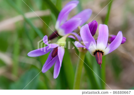 Beautiful wildflowers Western arctic shootingstar (Dodecatheon frigidum) 86880667