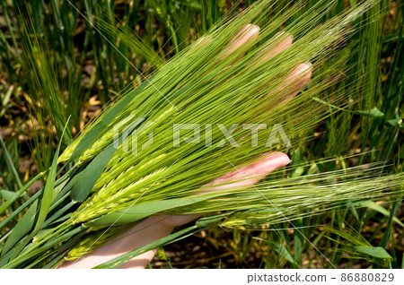 Green wheat field 86880829