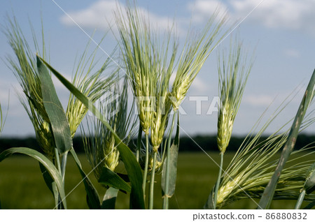 Green wheat field 86880832