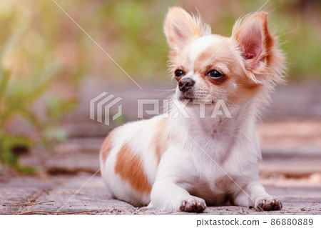 Miniature long outlet haired chihuahua