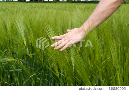 Green wheat field Green wheat field 86880903