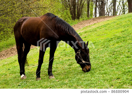 Horse on a meadow 86880904