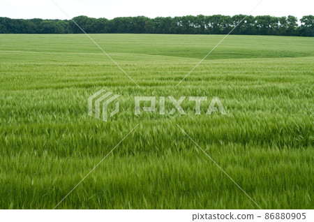 Green wheat field Green wheat field 86880905