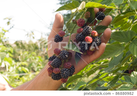Blackberries 86880982