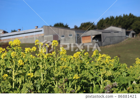 A landscape taken by focusing on the rape blossoms of the yellow petals and blurring the ranch and buildings in the background, the forest of trees, and the blue sky. 86881421