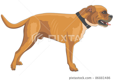 Big yellow Dogue de Bordeaux male isolated on white background. Big yellow Dogue de Bordeaux male isolated on white background. 86881486