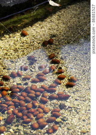 Acorns and acorns that I was addicted to in the pond Acorns and acorns that I was addicted to in the pond 86881527