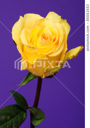 Yellow Rose Closeup 86881683