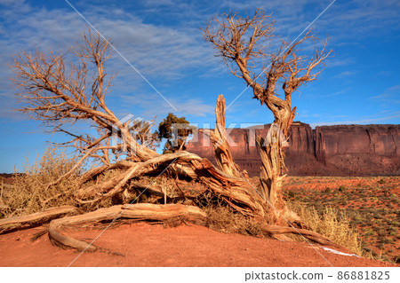 Juniper tree Arizona Monument Valley Juniper tree Arizona Monument Valley 86881825