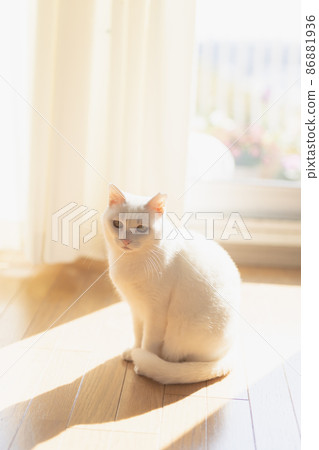 Sunbathing white cat 86881936