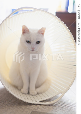 Laundry basket white cat 86881939