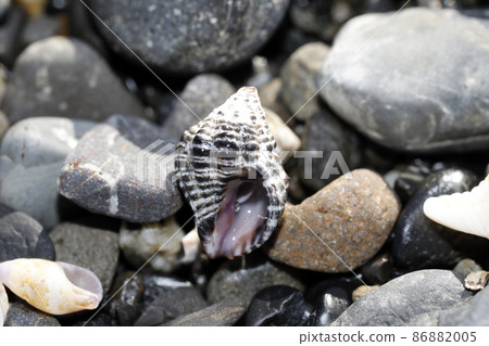 漂浮的荔枝 86882005