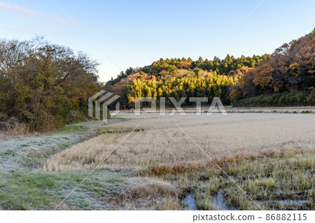 Morning scenery of Satoyama: The morning sun illuminates the trees 86882115
