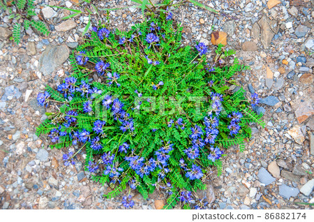 Astragalus strictussme, a genus Burr medic, which blooms in Anquxiang, Hongyuan County, Sichuan, China. Astragalus strictussme, a genus Burr medic, which blooms in Anquxiang, Hongyuan County, Sichuan, China. 86882174