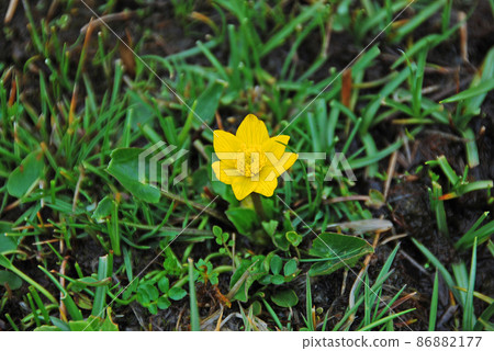 Caltha scaposa, Ranunculales, which blooms in the Napa Sea, Shangri-La City, Yunnan Province, China Caltha scaposa, Ranunculales, which blooms in the Napa Sea, Shangri-La City, Yunnan Province, China 86882177