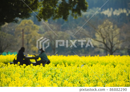 休息在盛開的油菜花田 休息在盛開的油菜花田 86882290