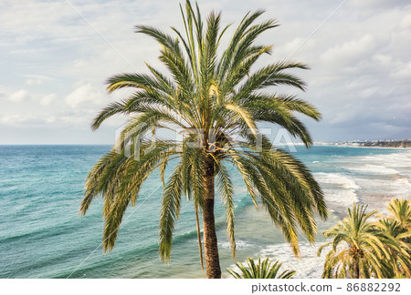 close up of palm tree close up of palm tree 86882292