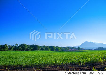 早春的早晨,赤城山和鍋張山方向的玉米田,從家畜實驗站交叉口附近的景色 早春的早晨,赤城山和鍋張山方向的玉米田,從家畜實驗站交叉口附近的景色 86882577