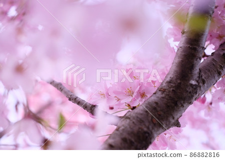 Sakura copy space 86882816