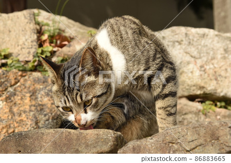 一隻貓 一隻貓 86883665