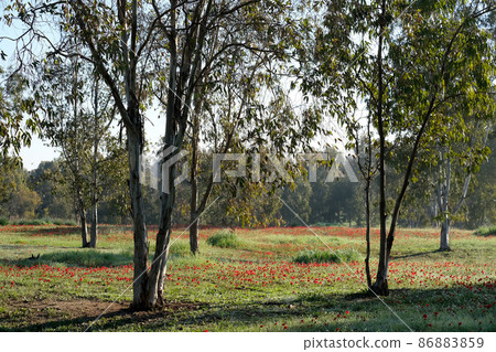 Spring flowering anemones in the eucalyptus grove Spring flowering anemones in the eucalyptus grove 86883859