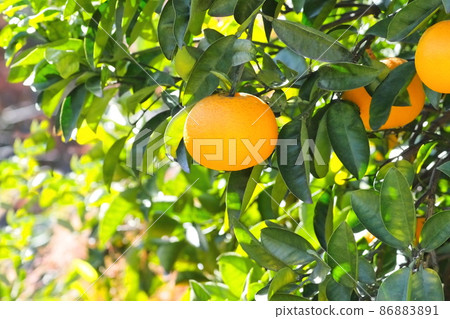 夏橙臨近收穫 夏橙臨近收穫 86883891