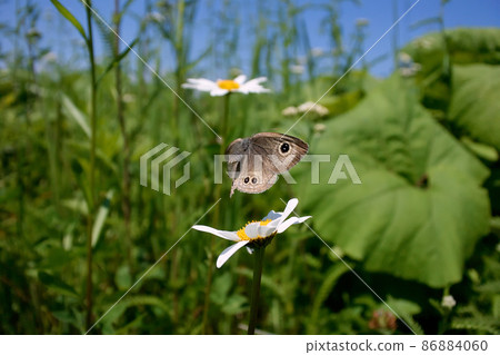 黃p魚（北海道鶴井村）的飛行 86884060