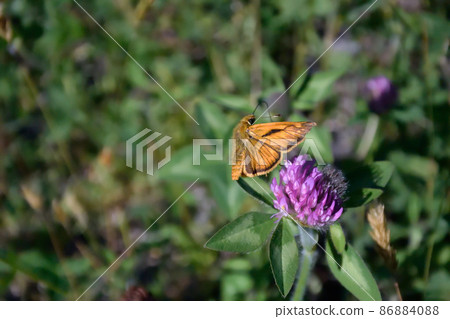 Flight of Ochlodes venatus (Shiretoko, Hokkaido) 86884088