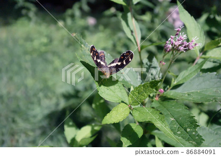 Flight of Sakahachicho (Sounkyo, Hokkaido) Flight of Sakahachicho (Sounkyo, Hokkaido) 86884091