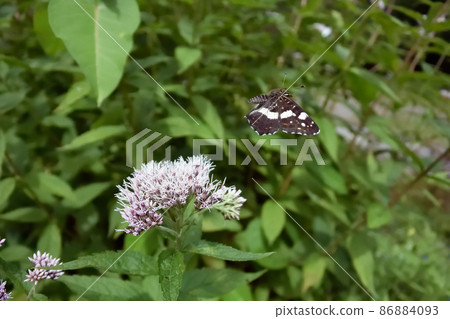 Flight of Sakahachicho (Sounkyo, Hokkaido) Flight of Sakahachicho (Sounkyo, Hokkaido) 86884093