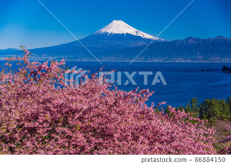 (靜岡縣)從河津櫻花盛開西面飯田,富士山過海 (靜岡縣)從河津櫻花盛開西面飯田,富士山過海 86884150