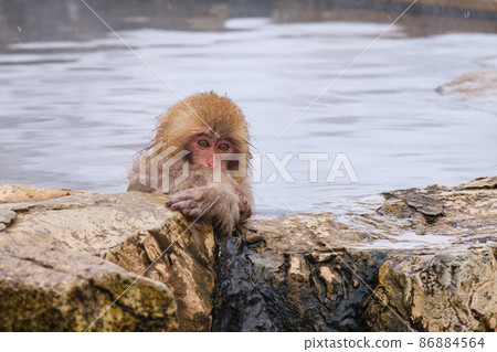 Jigokudani Yaen-Koen Monkey (Snow Monkey) Jigokudani Yaen-Koen Monkey (Snow Monkey) 86884564