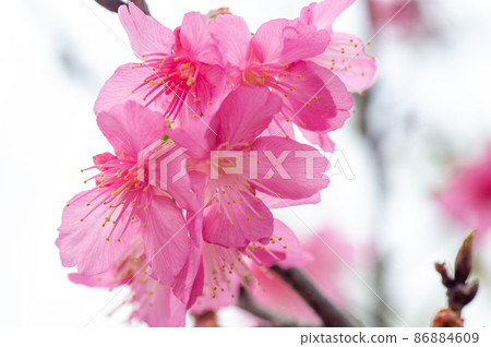 沖繩的猩紅色冷櫻桃樹 沖繩的猩紅色冷櫻桃樹 86884609