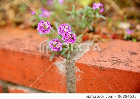 Alissam's flower Alissam's flower 86884635