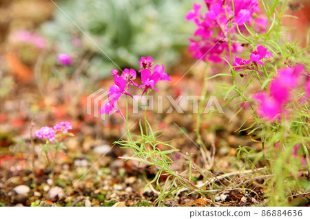 Linaria flowers 86884636