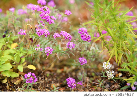 Alissam's flower 86884637