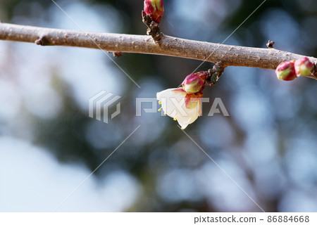 At the beginning of spring, when plum blossoms bloom and you can hear the footsteps of spring 86884668