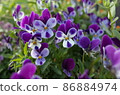 Viola 86884974