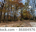 Autumn leaves in the forest 86884976