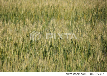 Landscape of Hokkaido ・ Wheat field 86885314