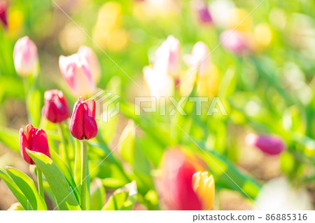 Tulip field 86885316