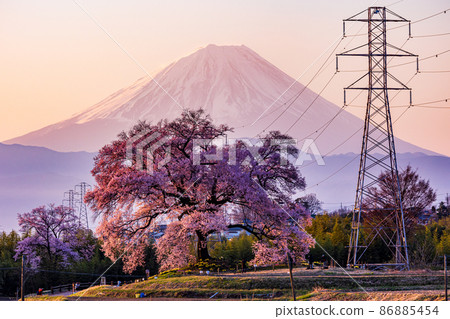 [Yamanashi Prefecture] Sakura Wanitsuka and Mt. Fuji at dawn 86885454