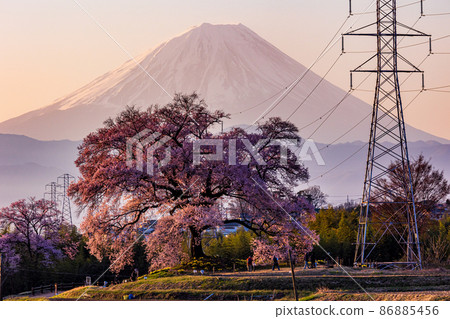 [山梨縣] 黎明時分的櫻花萬塚和富士山 86885456