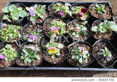 Pansy seedlings grown from seeds 86885746