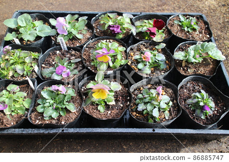 Pansy seedlings grown from seeds 86885747