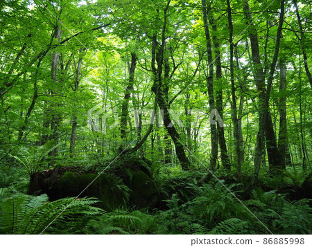 Oirase Gorge Tochinoki Sawagurumi Forest Oirase Gorge Tochinoki Sawagurumi Forest 86885998