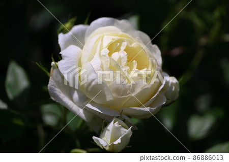 大衛奧斯汀玫瑰 86886013