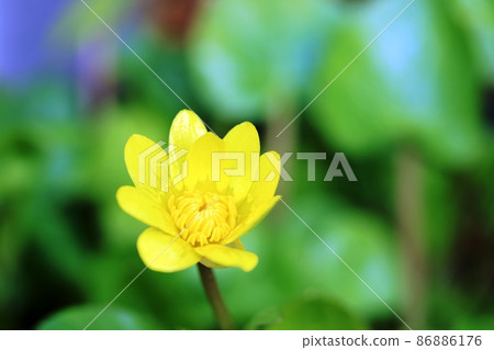 小白屈菜（Himedate Kinka）開始開花 86886176