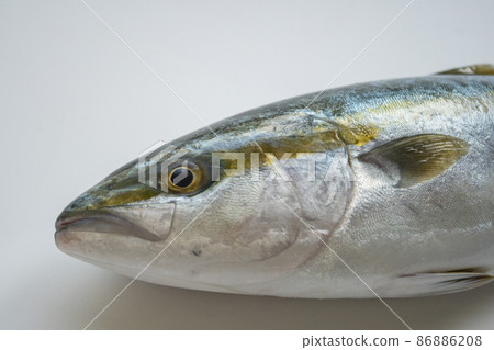黃尾黃尾魚稻田 Warasa 魚冬季冷黃尾魚海鮮魚白色背景 黃尾黃尾魚稻田 Warasa 魚冬季冷黃尾魚海鮮魚白色背景 86886208