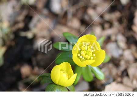 今年也開始開花的Eranthis pinnatifida(黃花節) 今年也開始開花的Eranthis pinnatifida(黃花節) 86886209